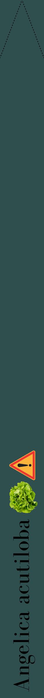 Étiquette de : Angelica acutiloba - format b - style noire58bod avec comestibilité simplifiée