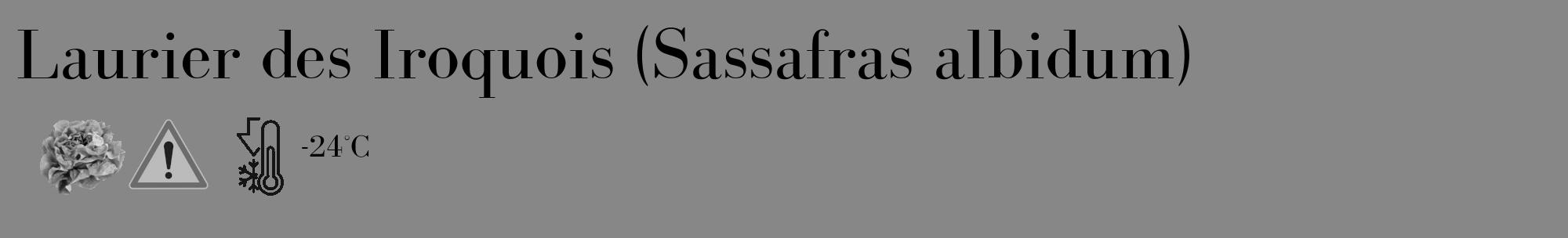 Étiquette de : Sassafras albidum - format c - style noire12_basique_basiquebod avec comestibilité simplifiée