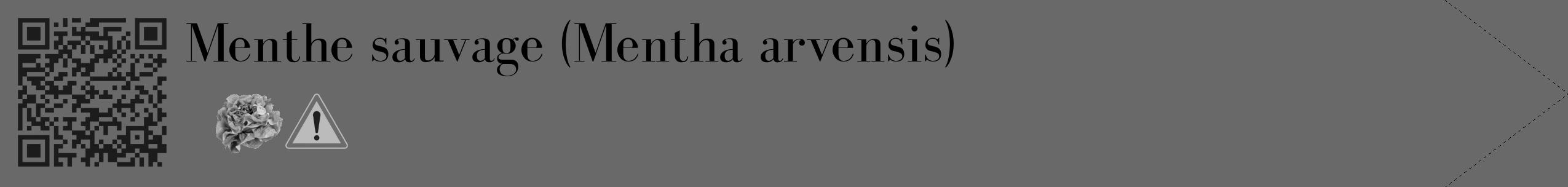 Étiquette de : Mentha arvensis - format c - style noire11_simple_simplebod avec qrcode et comestibilité simplifiée