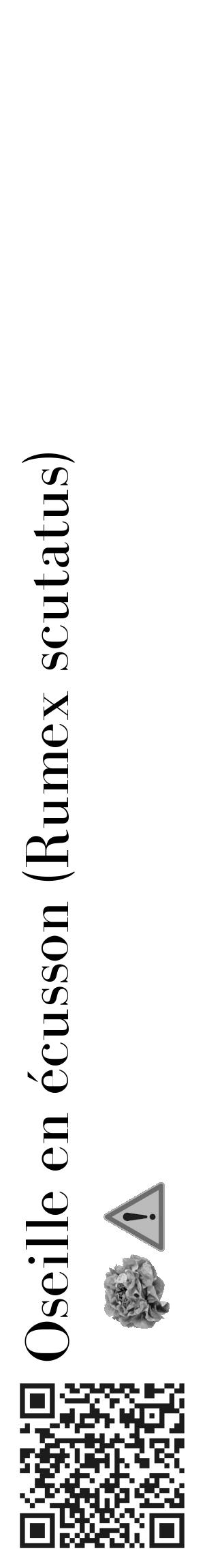 Étiquette de : Rumex scutatus - format c - style noire60_basique_basiquebod avec qrcode et comestibilité simplifiée - position verticale