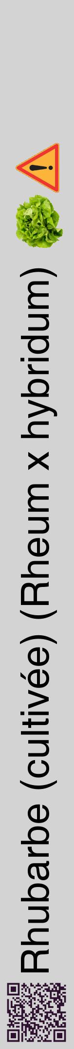 Étiquette de : Rheum x hybridum - format a - style noire56hel avec qrcode et comestibilité simplifiée