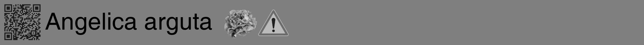 Étiquette de : Angelica arguta - format a - style noire57hel avec qrcode et comestibilité simplifiée