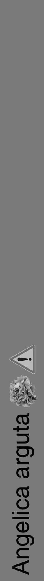 Étiquette de : Angelica arguta - format a - style noire3hel avec comestibilité simplifiée - position verticale