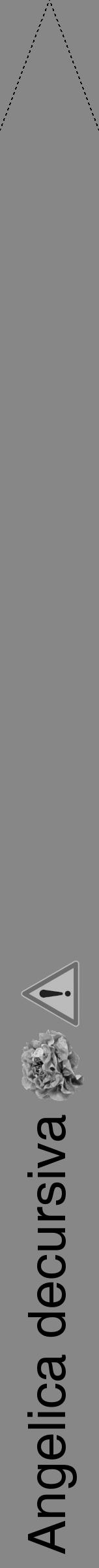 Étiquette de : Angelica decursiva - format b - style noire12hel avec comestibilité simplifiée - position verticale