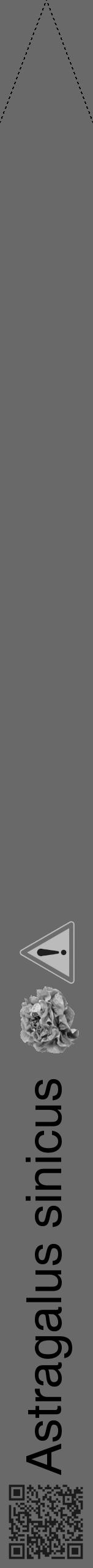 Étiquette de : Astragalus sinicus - format b - style noire51simplehel avec qrcode et comestibilité simplifiée - position verticale