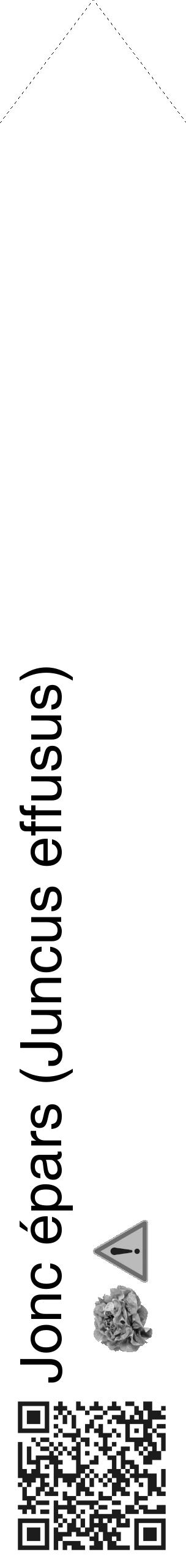 Étiquette de : Juncus effusus - format c - style noire60_simple_simplehel avec qrcode et comestibilité simplifiée - position verticale