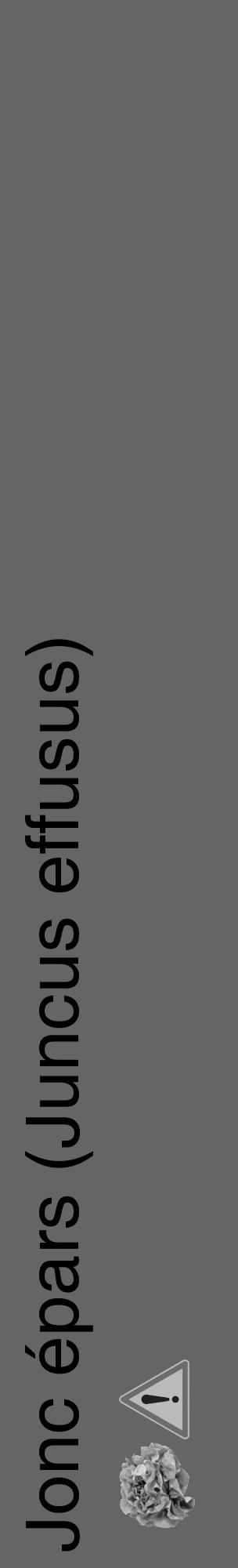 Étiquette de : Juncus effusus - format c - style noire32_basique_basiquehel avec comestibilité simplifiée - position verticale