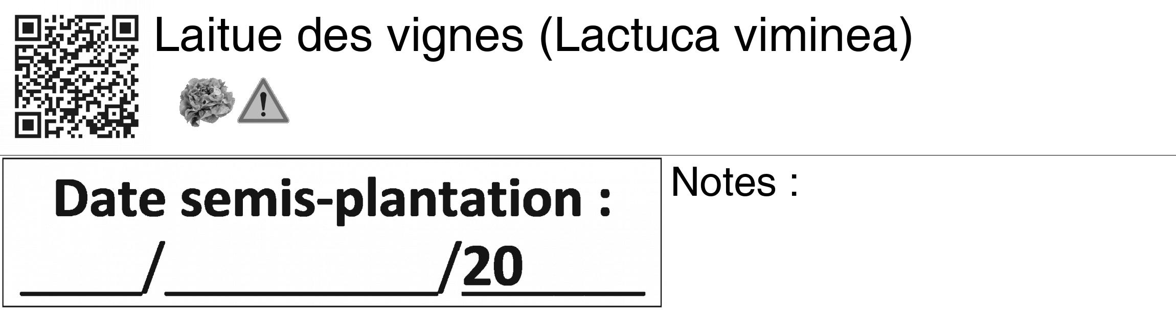 Étiquette de : Lactuca viminea - format c - style noire60_basiquegrrvhel avec qrcode et comestibilité simplifiée