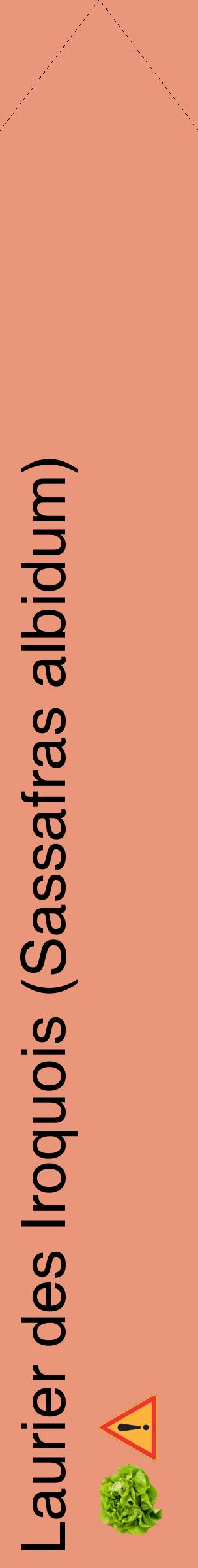 Étiquette de : Sassafras albidum - format c - style noire37_simplehel avec comestibilité simplifiée