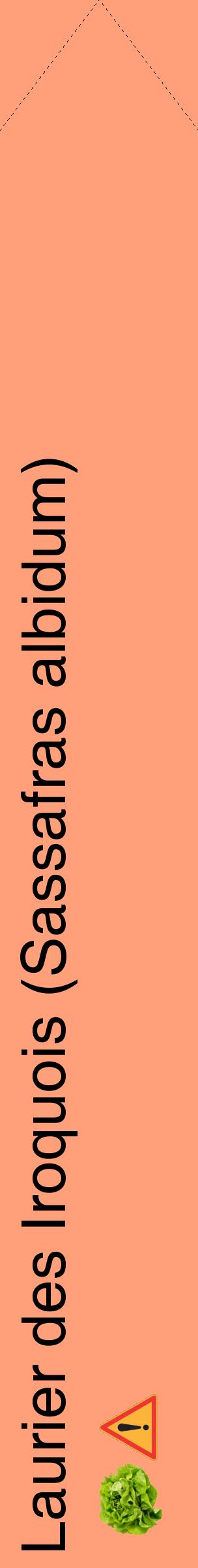 Étiquette de : Sassafras albidum - format c - style noire39_simplehel avec comestibilité simplifiée