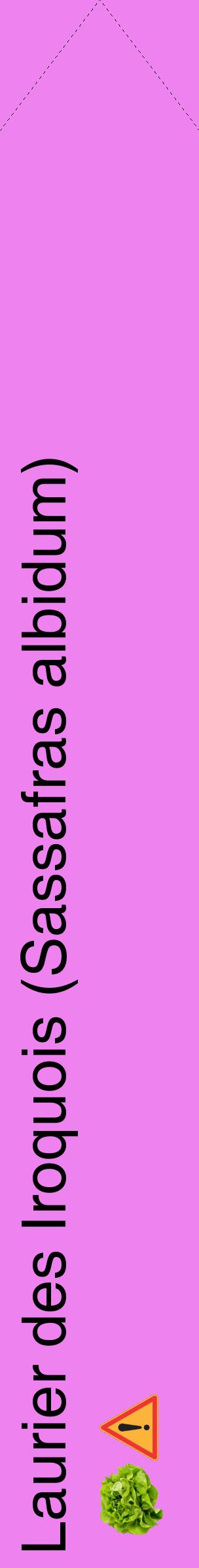 Étiquette de : Sassafras albidum - format c - style noire53_simplehel avec comestibilité simplifiée