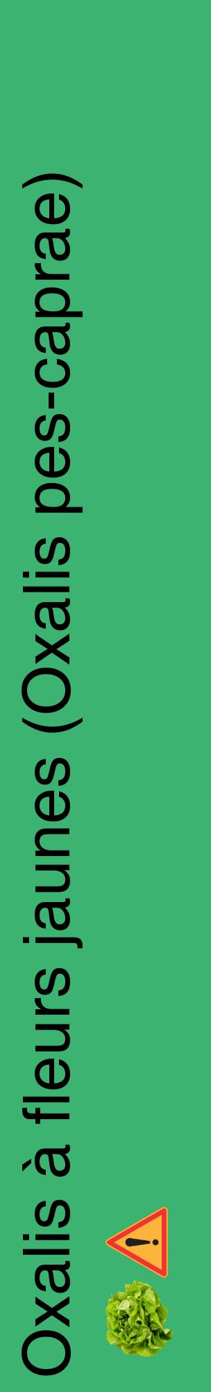Étiquette de : Oxalis pes-caprae - format c - style noire12_basiquehel avec comestibilité simplifiée