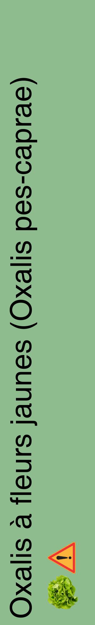 Étiquette de : Oxalis pes-caprae - format c - style noire13_basiquehel avec comestibilité simplifiée