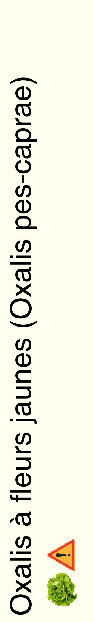 Étiquette de : Oxalis pes-caprae - format c - style noire19_basiquehel avec comestibilité simplifiée