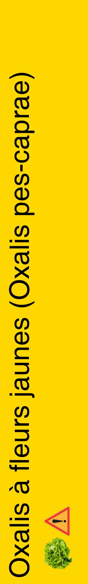 Étiquette de : Oxalis pes-caprae - format c - style noire21_basiquehel avec comestibilité simplifiée