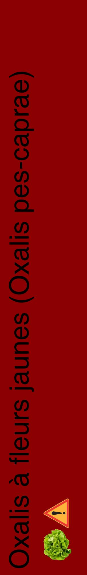Étiquette de : Oxalis pes-caprae - format c - style noire34_basiquehel avec comestibilité simplifiée