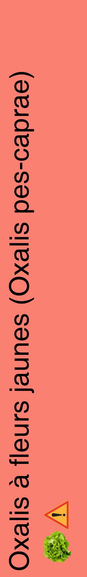 Étiquette de : Oxalis pes-caprae - format c - style noire38_basiquehel avec comestibilité simplifiée