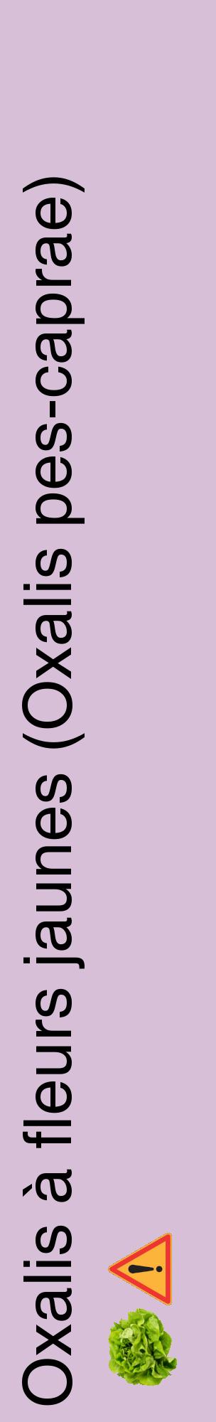 Étiquette de : Oxalis pes-caprae - format c - style noire54_basiquehel avec comestibilité simplifiée