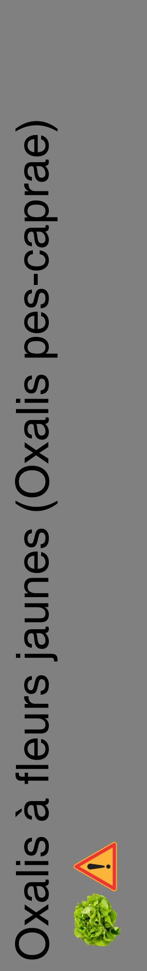 Étiquette de : Oxalis pes-caprae - format c - style noire57_basiquehel avec comestibilité simplifiée