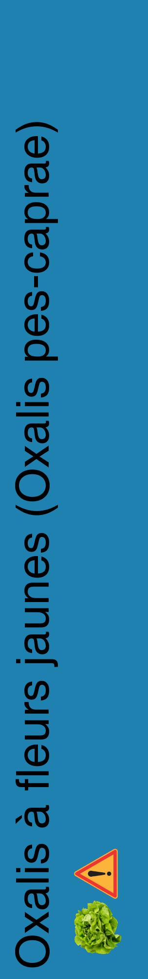Étiquette de : Oxalis pes-caprae - format c - style noire6_basiquehel avec comestibilité simplifiée