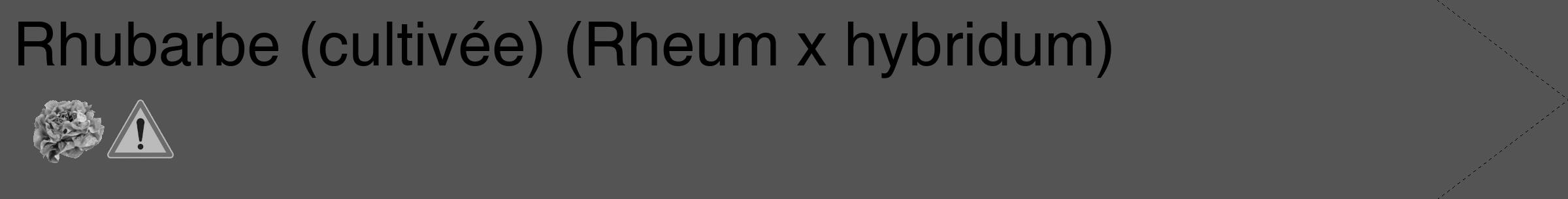 Étiquette de : Rheum x hybridum - format c - style noire36_simple_simplehel avec comestibilité simplifiée