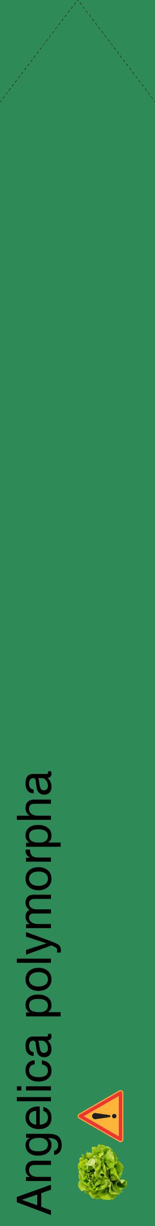 Étiquette de : Angelica polymorpha - format c - style noire11_simplehel avec comestibilité simplifiée