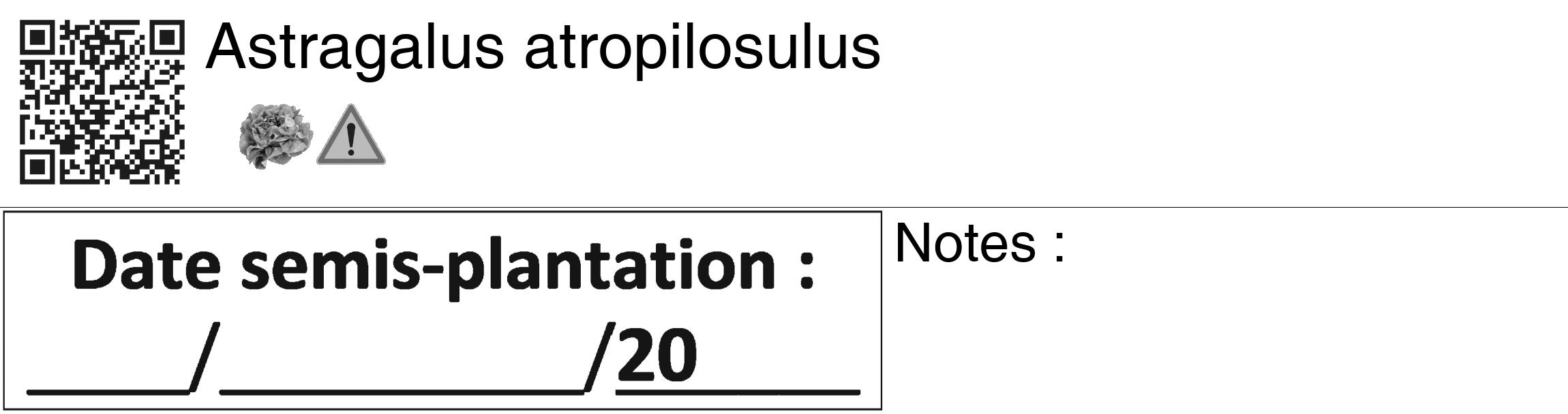 Étiquette de : Astragalus atropilosulus - format c - style noire60_basiquegrrvhel avec qrcode et comestibilité simplifiée