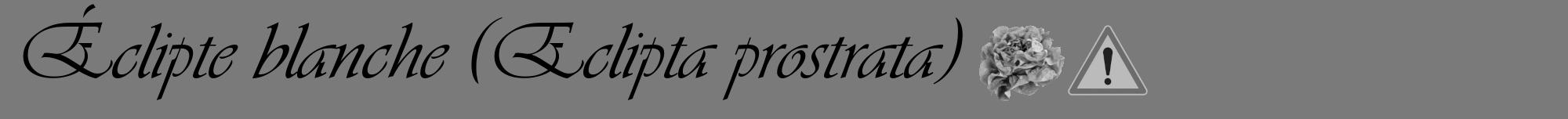 Étiquette de : Eclipta prostrata - format a - style noire3viv avec comestibilité simplifiée