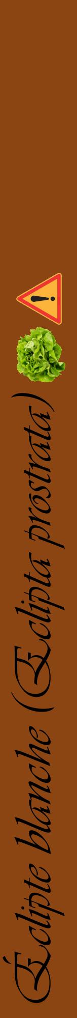 Étiquette de : Eclipta prostrata - format a - style noire30viv avec comestibilité simplifiée