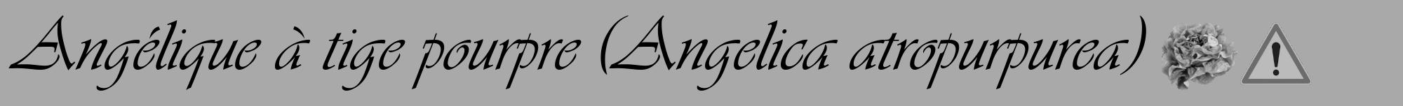 Étiquette de : Angelica atropurpurea - format a - style noire13viv avec comestibilité simplifiée