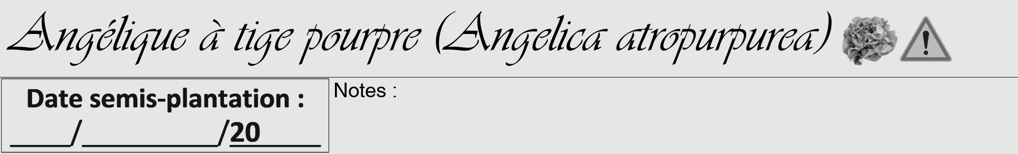 Étiquette de : Angelica atropurpurea - format a - style noire18viv avec comestibilité simplifiée