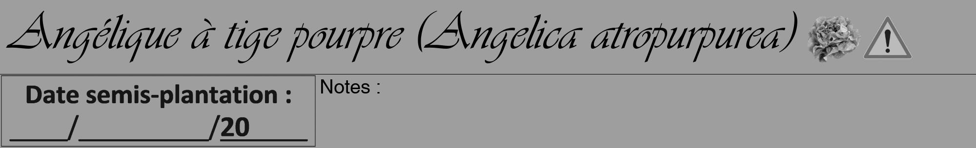 Étiquette de : Angelica atropurpurea - format a - style noire23viv avec comestibilité simplifiée