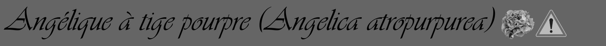 Étiquette de : Angelica atropurpurea - format a - style noire32viv avec comestibilité simplifiée