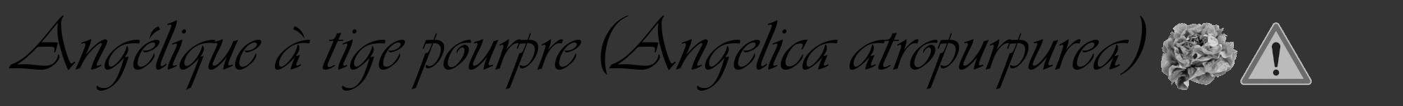 Étiquette de : Angelica atropurpurea - format a - style noire46viv avec comestibilité simplifiée