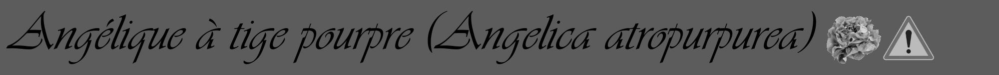 Étiquette de : Angelica atropurpurea - format a - style noire49viv avec comestibilité simplifiée