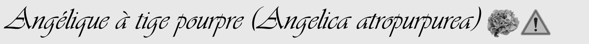 Étiquette de : Angelica atropurpurea - format a - style noire55viv avec comestibilité simplifiée