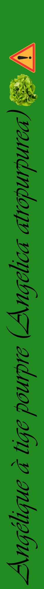 Étiquette de : Angelica atropurpurea - format a - style noire10viv avec comestibilité simplifiée