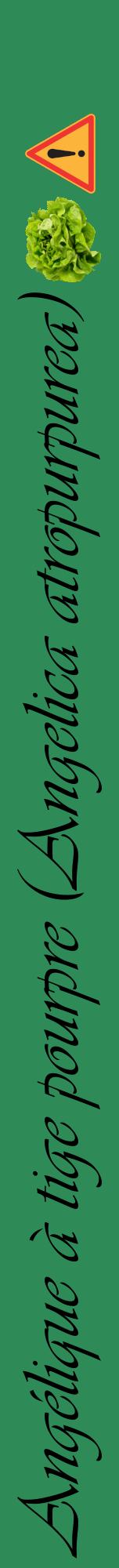 Étiquette de : Angelica atropurpurea - format a - style noire11viv avec comestibilité simplifiée