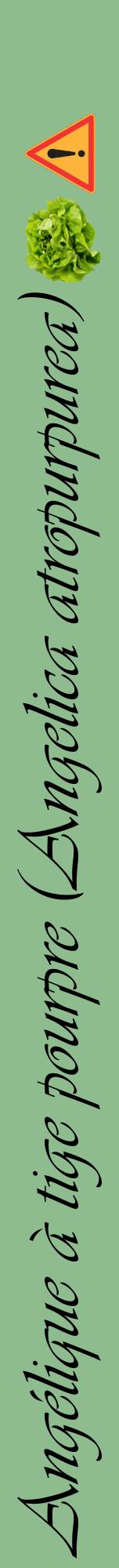 Étiquette de : Angelica atropurpurea - format a - style noire13viv avec comestibilité simplifiée