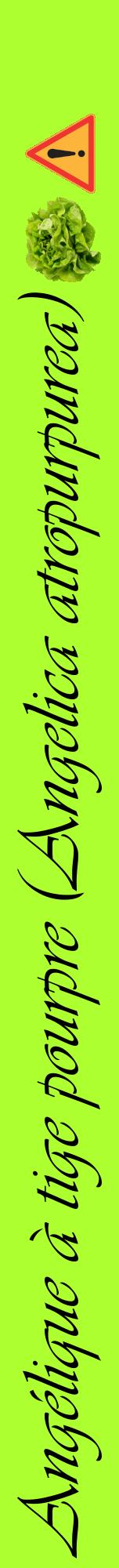 Étiquette de : Angelica atropurpurea - format a - style noire17viv avec comestibilité simplifiée