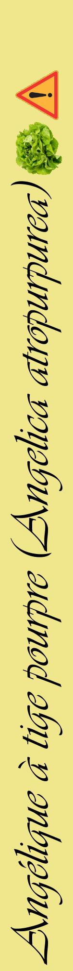 Étiquette de : Angelica atropurpurea - format a - style noire20viv avec comestibilité simplifiée