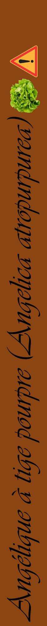 Étiquette de : Angelica atropurpurea - format a - style noire30viv avec comestibilité simplifiée