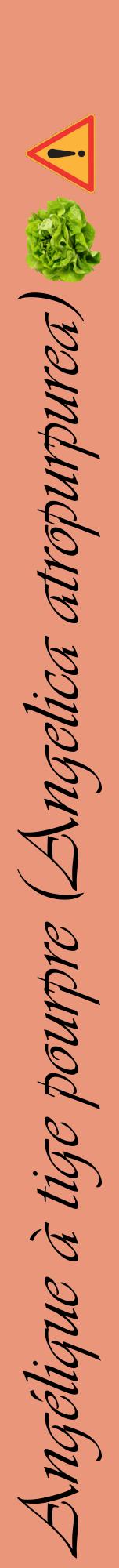 Étiquette de : Angelica atropurpurea - format a - style noire37viv avec comestibilité simplifiée