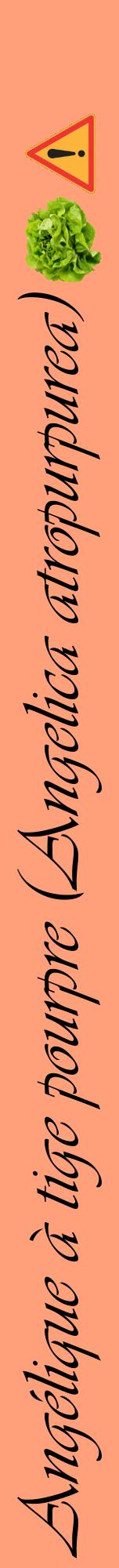 Étiquette de : Angelica atropurpurea - format a - style noire39viv avec comestibilité simplifiée