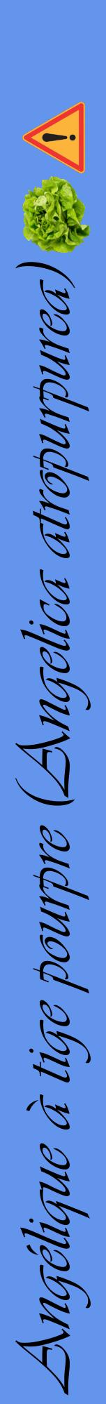 Étiquette de : Angelica atropurpurea - format a - style noire4viv avec comestibilité simplifiée