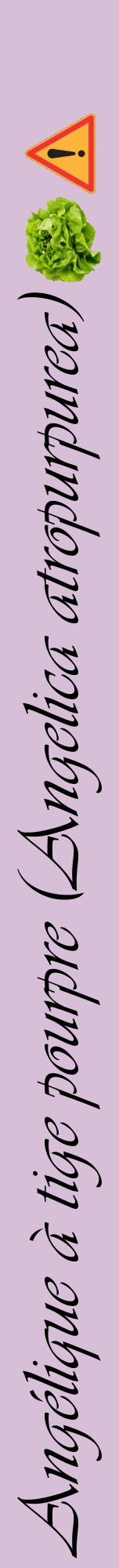 Étiquette de : Angelica atropurpurea - format a - style noire54viv avec comestibilité simplifiée