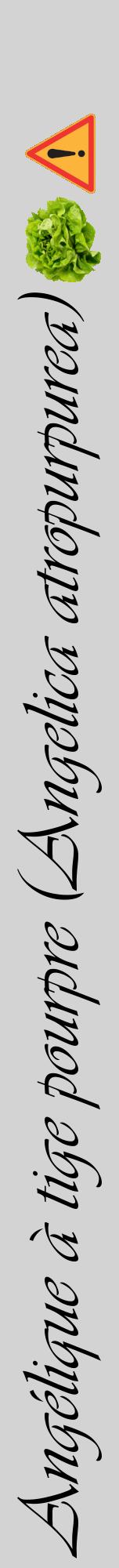 Étiquette de : Angelica atropurpurea - format a - style noire56viv avec comestibilité simplifiée