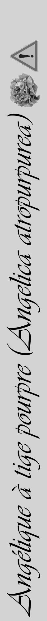 Étiquette de : Angelica atropurpurea - format a - style noire56viv avec comestibilité simplifiée - position verticale