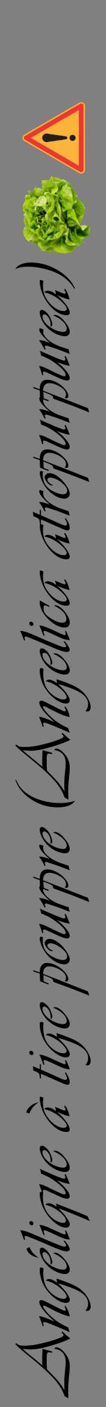 Étiquette de : Angelica atropurpurea - format a - style noire57viv avec comestibilité simplifiée