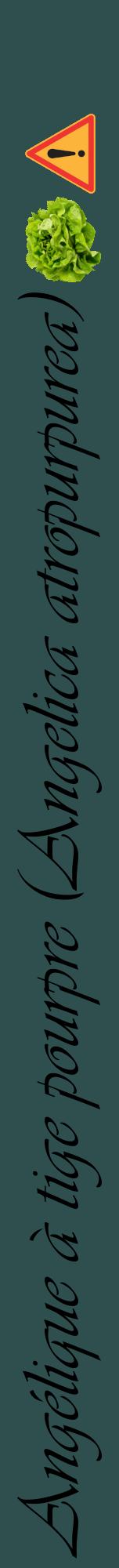 Étiquette de : Angelica atropurpurea - format a - style noire58viv avec comestibilité simplifiée